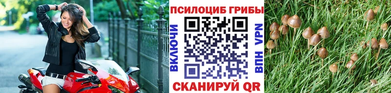 как найти   Кашира  Псилоцибиновые грибы прущие грибы 